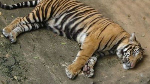 ఢిల్లీ జూలో ఆడ పులి మృతి: కరోనా అనుమానం, పరీక్షలకు నమూనాలు