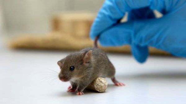 ఎలుకలపై కరోనా వ్యాక్సిన్ ట్రయల్ విజయవంతం .. వ్యాక్సిన్ తయారీలో పురోగతి