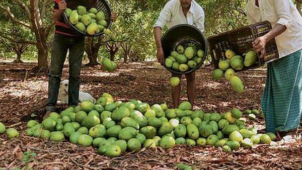 కరోనా దెబ్బకు మామిడి రైతు విలవిల .. లాక్ డౌన్ తో కొనసాగని మామిడి ఎగుమతులు