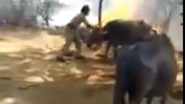 రాచకొండ పోలీసుల సాహసం: మంటల్లో చిక్కుకున్న గేదెలను కాపాడిన వైనం: అగ్ని కీలలను లెక్క చేయక