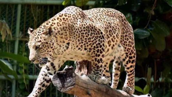 లాక్ డౌన్ తో తిరుమల గిరులు నిర్మానుష్యం ... ఘాట్ రోడ్లపై జింకలు, చిరుతల సంచారం