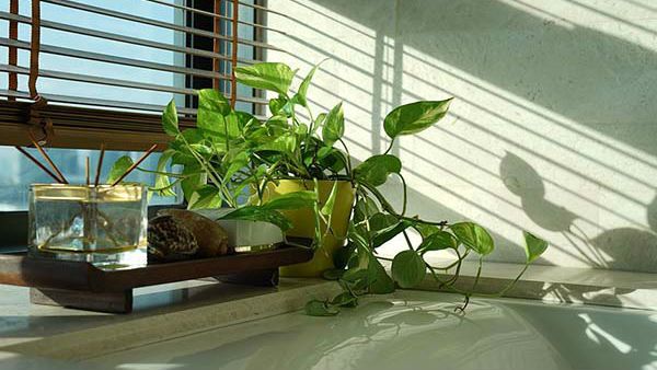 మనీ ప్లాంట్‌‌ను ఇళ్లల్లో పెంచితే ఆర్థిక ఇబ్బందులు తొలుగిపోతాయా..? శాస్త్రం ఏం చెబుతోంది..?