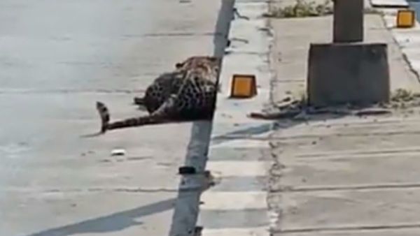 గోల్కొండ పరిసరాల్లో వింత జంతువు: హైదరాబాద్ నడిరోడ్డు మీద చిరుత: గాయాలతో కదల్లేని స్థితిలో