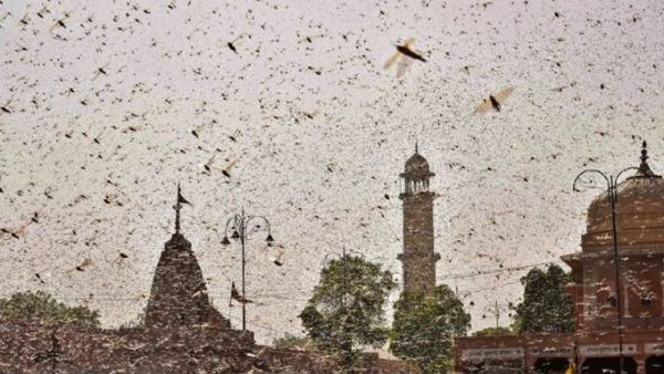 భారత్‌కు పెను సవాల్.. స్ట్రాటజీ మార్చిన మిడతలు.. రంగంలోకి డ్రోన్లు,విమానాలు..!!