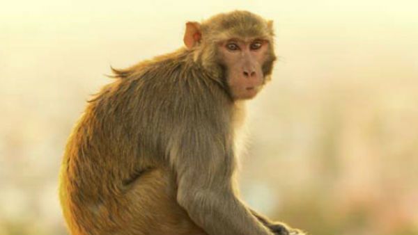 కోతి ఎంత పని చేసింది, కరోనా రోగి రక్త నమూనాలను ఎత్తుకెళ్లి చెట్టేక్కి కూర్చొంది, ఆందోళన చెందొద్దట...