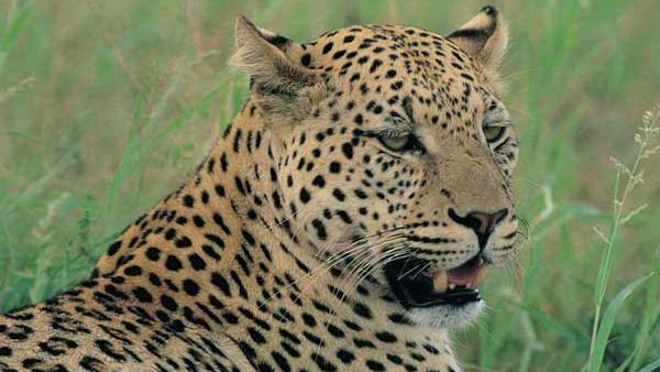 హమ్మయ్యా..ఫాం హౌస్ నుంచి వెళ్లిపోయిన చిరుత, పాదముద్రల ఆధారంగా డాగ్ స్క్వాడ్ గుర్తింపు...