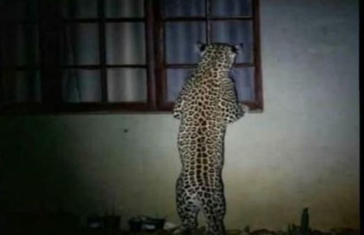 ఏం చేస్తున్నారో!: ఓ ఇంట్లోకి తొంగిచూసిన చిరుతపులి, జనం బెంబేలు