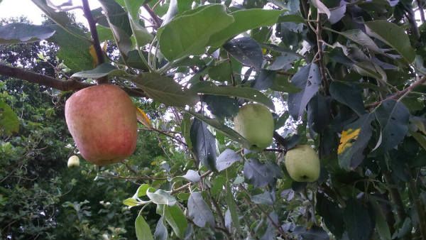 యాపిల్ అంటే కశ్మీరే కాదు... తెలుగు రాష్ట్రాలు కూడా..! ఏపీలో ఆజిల్లాలో యాపిల్ సాగు..!