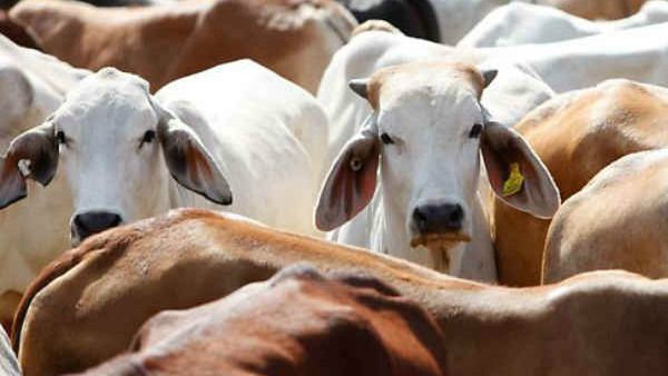 వేటగాళ్ల అమానుషం: ఆవు నోటిలో పేలిన నాటుబాంబు, తీవ్ర రక్తస్రావం