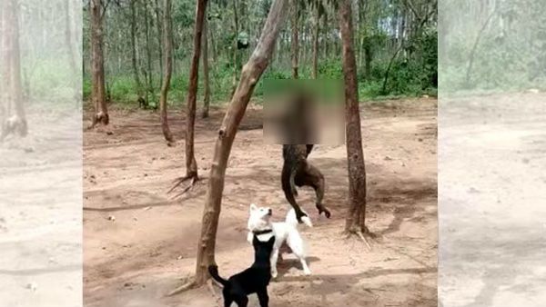 తెలంగాణలో కోతిని ఉరి తీసిన నీచులు: చెట్టుకు వేలాడుతూ...అల్లాడుతూ: శ్వాస విడిచిన మూగప్రాణి