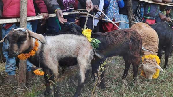 శాంతి పూజ పేరుతో 400 గొర్రెలు బలి .. కరోనాతో పాటు మూఢ నమ్మకాలు పెరుగుతున్నాయిగా !!