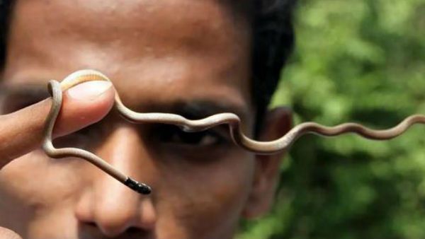 షాకింగ్ : ఏసీలో 40 పాము పిల్లలు.. గుండెలు అదిరిపోయే సీన్...