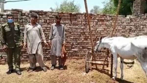 Super police: డాన్ కాదు, గ్యాంగ్ స్టర్ అంతకంటే కాదు, గాడిదకు బెయిల్, పోలీస్ జీ... యే క్యా హై ?