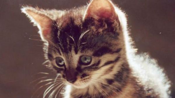 పిల్లిని కూడా వదల్లేదు... మూగజీవిపై గ్యాంగ్ రేప్... వారం రోజులు,ఏడుగురు టీనేజర్స్..