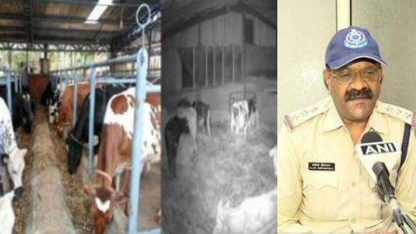 ఆవును రేప్ చేసిన కామాంధుడు, సీసీటీవీలో భాగోతం, బెండ్, తోలు రెండు తీసేశారు, కరోనా ?