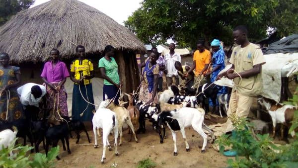 క్వారంటైన్ లో గొర్రెలు, మేకలు ... టెన్షన్ లో ప్రజలు .. రీజన్ ఇదే !!