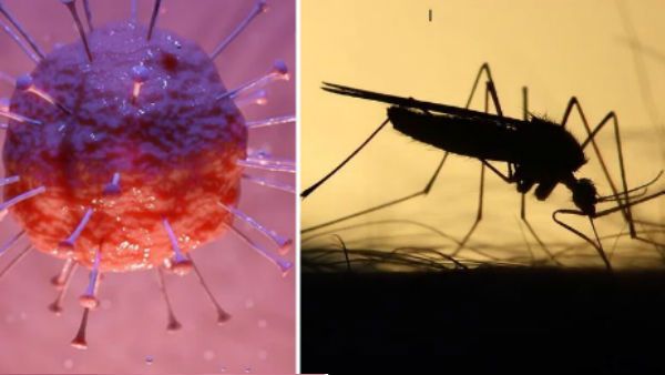 Fact Check:దోమల నుంచి కరోనా సోకుతుందా..? నిపుణులు ఏం చెబుతున్నారు..?