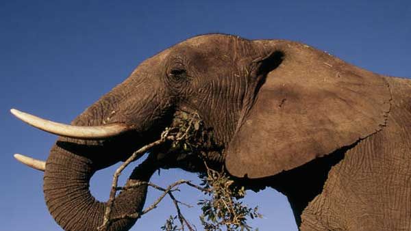 ప్రపంచ ఏనుగుల దినోత్సవం: ప్రపంచంలోనే అత్యంత భారీ గజరాజు బరువు ఎంతో తెలుసా..?