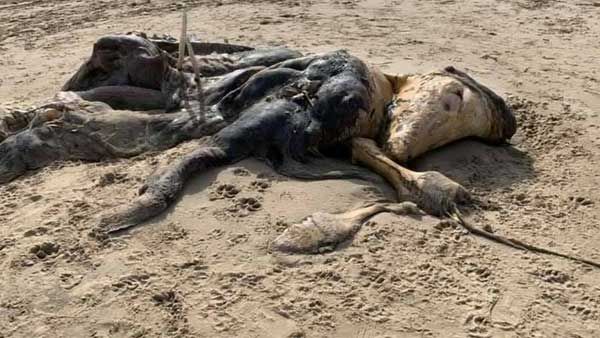 బీచ్ ఒడ్డున వింత జీవి కళేబరం... ఏమై ఉంటుంది... జుట్టు పీక్కుంటున్న నెటిజన్స్...