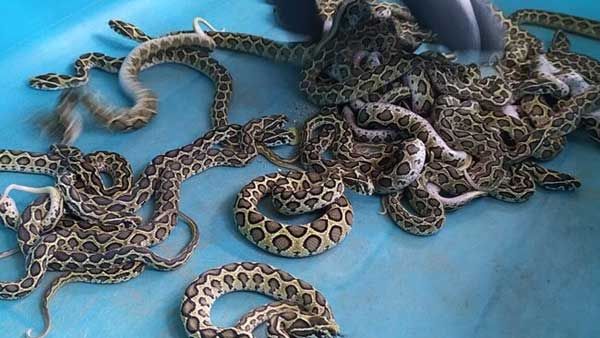 Interesting:వామ్మో... ఒకేసారి మూడు డజన్ల పిల్లలు పెట్టిన రక్తపింజరి పాము..