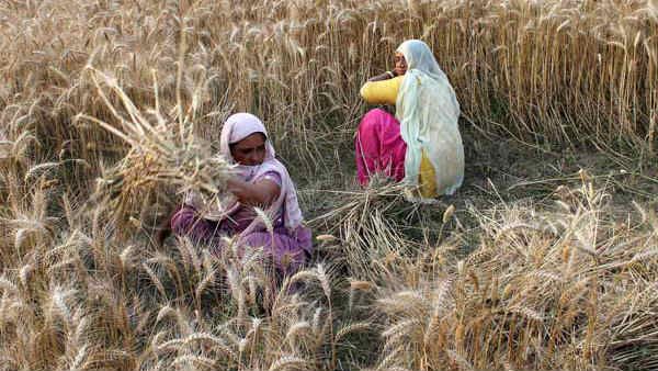 ఆరు రబీ పంటలకు మద్దతు ధర పెంచుతూ కేంద్రం కీలక నిర్ణయం
