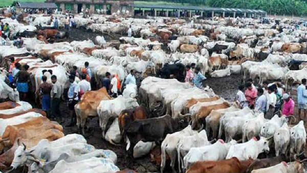 వికారాబాద్ జిల్లాలో మూగజీవాలకు వింత వ్యాధి... చర్మంపై రంధ్రాలు.. పశువుల మృత్యువాత...