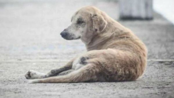 వామ్మో.. శునకాన్ని నదిలో పడేసి.. వీడియో వైరల్, నెటిజన్ల మండిపాటు..