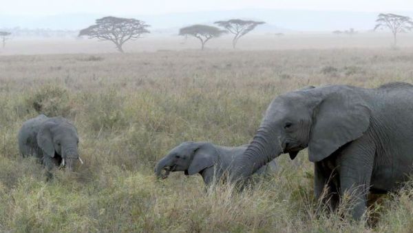 భూమిపై మనిషి విధ్వంసం... 4 దశాబ్దాల్లో 'వైల్డ్ లైఫ్‌'కి కనీ వినీ ఎరగని ముప్పు...