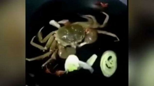 Video : 2020లో మరో ఘోరం.. సిగరెట్ తాగుతున్న పీత... గుప్పుగుప్పమని పొగ వదులుతూ...