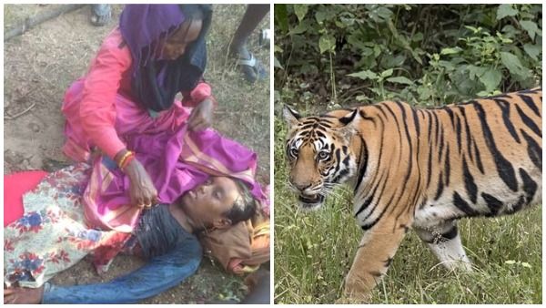 పెద్దపులి దాడిలో యువతి మృతి -ఆసిఫాబాద్‌లో మరో విషాదం -మూడు వారాల్లో రెండో ఘటన