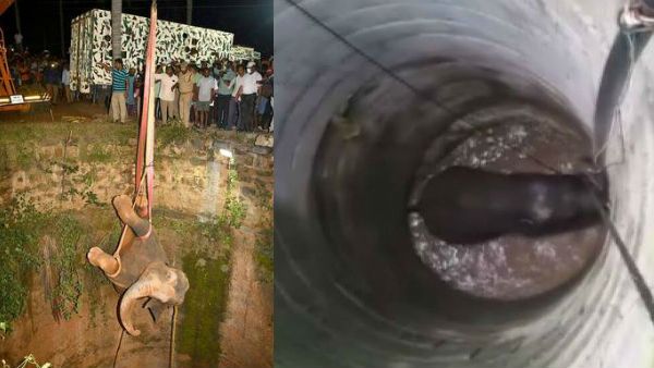 55 అడుగుల బావిలో పడిన ఆడఏనుగు .. 14 గంటల పాటు రెస్క్యూ చేసి కాపాడిన అధికారులు