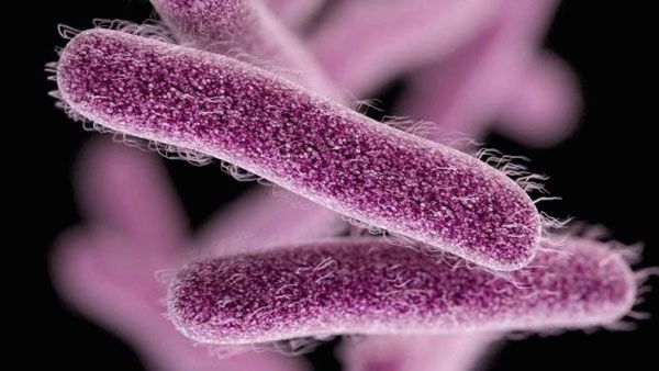 Shigella:వణికిస్తున్న కొత్త బ్యాక్టీరియా...పిల్లలు జాగ్రత్త.. ఆహారం తాగు నీరు నుంచే..!