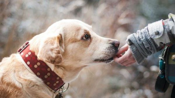 కొడుకు కంటే కుక్కే నయం .. పెంపుడు కుక్కకు ఆస్తి రాసిన రైతు .. ఆ తర్వాత ఏం జరిగిందంటే