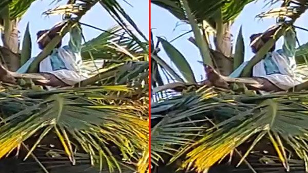 భార్య కోసం కొబ్బరి చెట్టెక్కి ఓ భర్త హంగామా: భర్త డిమాండ్ తెలిస్తే షాక్ అవుతారు