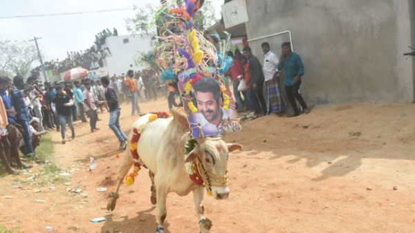 చిత్తూరు జిల్లా జల్లికట్టులో జూనియర్ ఎన్టీఆర్ సందడి .. ఎన్టీఆర్ అభిమానులా .. మజాకా!!