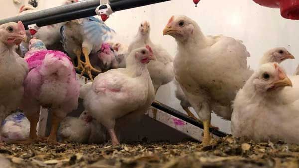 ఏపీ ,తెలంగాణా రాష్ట్రాలలో బర్డ్ ఫ్లూ భయం: ప్రభుత్వాల ముందు జాగ్రత్త,అధికారులు అలెర్ట్