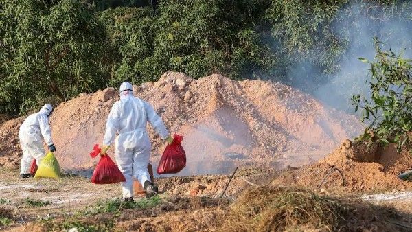 బర్డ్ ప్లూ టెన్షన్: చికెన్, ఎగ్స్ షాప్స్ 15 రోజులు క్లోజ్.. ఎక్కడ అంటే..