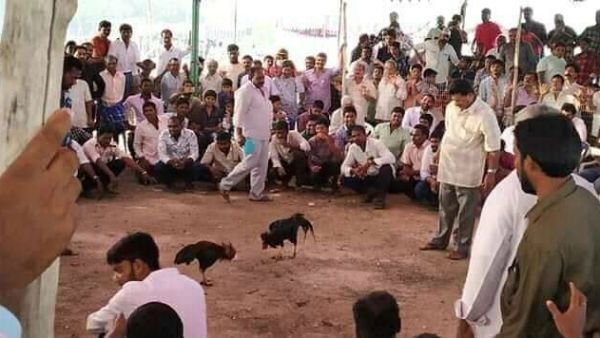 సంక్రాంతికి పందెం కోళ్లు రెడీ- అనుమతులపై మరోసారి ఉత్కంఠ- ఈసారి కారణాలివే