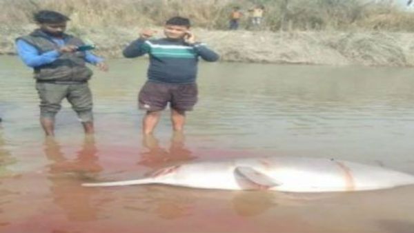 అమానవీయం: డాల్ఫిన్‌ను అత్యంత కిరాతకంగా చంపేశారు