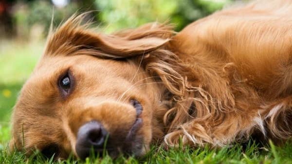 కూకట్‌పల్లిలో దారుణం... దుర్గామాత ఆలయంలో విధ్వంసం, శునకానికి ఉరి...