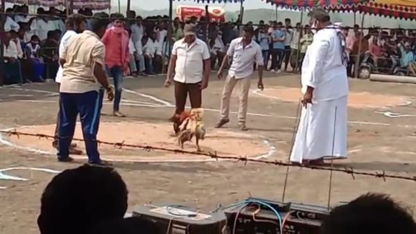 ఏపీలో యథేచ్ఛగా కోడిపందాలు- హైకోర్టు ఆదేశాల బేఖాతర్‌- పోలీసులూ హ్యాండ్సప్‌