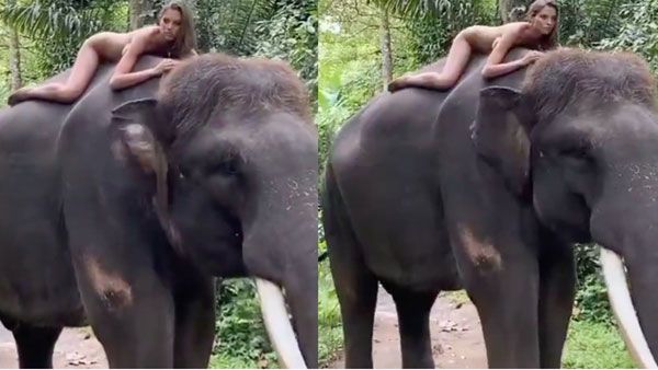 Viral Video: నగ్నంగా ఏనుగుపై పోజులు -టెన్నిస్ లెజెండ్ కూతురి నిర్వాకం -విషాదకర ఘటనగా..