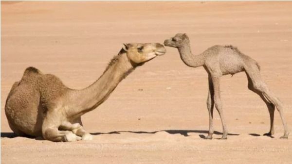 camel gift : గర్ల్‌ఫ్రండ్ బర్త్‌డే గిఫ్ట్‌గా ఒంటెపిల్ల- తల్లికోసం వెళ్లి పిల్లను ఎత్తుకొచ్చి- లవర్స్ అరెస్ట్