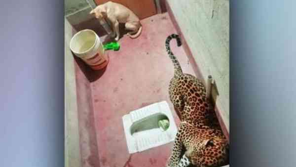 టాయిలెట్‌లో కుక్క,చిరుత... ఏడు గంటలు రెస్క్యూ ఆపరేషన్... చివరకు ఏం జరిగిందంటే...