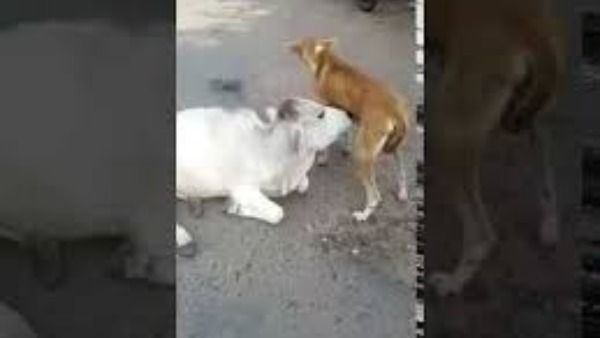 కలికాలం: శునకం పాలు తాగుతున్న లేగదూడ, వీడియో వైరల్.. ఎక్కడంటే