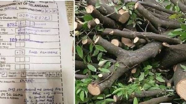 40ఏళ్ల చెట్టు నరికివేత: రూ. 62వేల జరిమానా, 8వ తరగతి విద్యార్థి ఫిర్యాదుతో కదిలిన యంత్రాంగం