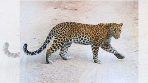 ఆసిఫాబాద్‌లో చిరుత కలకలం... జనావాసాల్లోకి దూరి పశువులపై దాడి... భయాందోళనలో ప్రజలు...