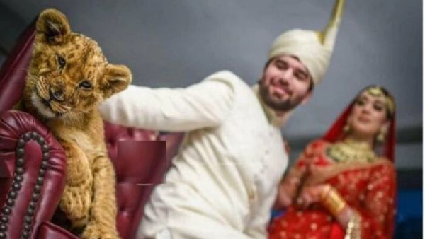 viral video:సింహం కూనపై కౄరత్వం -మత్తు ఇచ్చి వెడ్డింగ్ ఫొటో షూట్ -పాకిస్తాన్ జంటకు శాపనార్థాలు