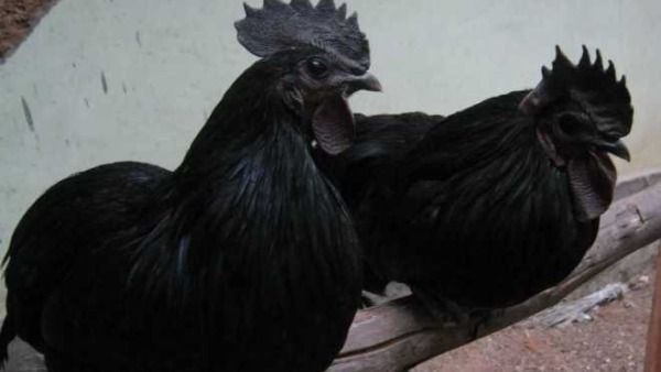 Kadaknath Chicken:ఈ కోళ్లు చాలా హాట్ గురూ..కిలో చికెన్ రూ. వెయ్యిపై మాటే:ఎందుకంత స్పెషల్..?