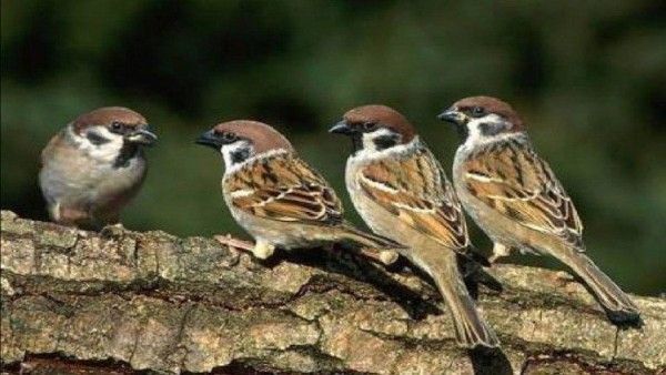 World Sparrow Day: పిచ్చుకకూ ఓ స్మారక స్థూపం ఉంది.. ఎక్కడో తెలుసా?